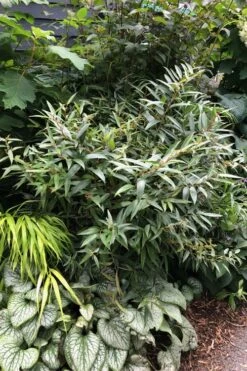 Rejoyce Coast Leucothoe (Leucothoe Axillaris) - 3 Gallon Pot -Wilson Bros Gardens leucothoe axillaris rejoyce 7