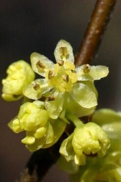 Spicebush (Lindera Benzoin) - 3 Gallon Pot -Wilson Bros Gardens lindera benzoin yellow spicebush 1