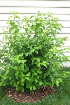 Spicebush (Lindera Benzoin) - 3 Gallon Pot -Wilson Bros Gardens lindera benzoin yellow spicebush 11
