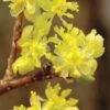 Spicebush (Lindera Benzoin) - 3 Gallon Pot -Wilson Bros Gardens lindera benzoin yellow spicebush 2