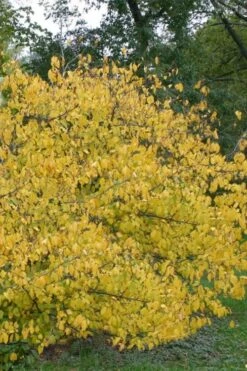 Spicebush (Lindera Benzoin) - 3 Gallon Pot -Wilson Bros Gardens lindera benzoin yellow spicebush 21