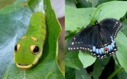 Spicebush (Lindera Benzoin) - 3 Gallon Pot -Wilson Bros Gardens lindera benzoin yellow spicebush 23