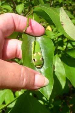 Spicebush (Lindera Benzoin) - 3 Gallon Pot -Wilson Bros Gardens lindera benzoin yellow spicebush 7