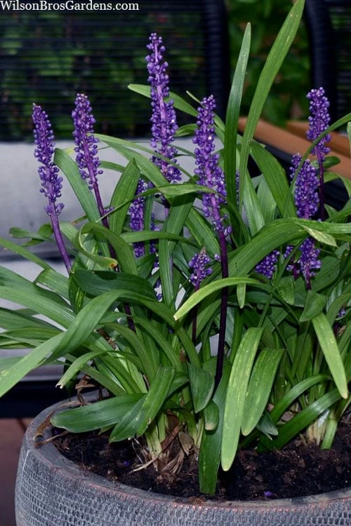 Royal Purple Liriope - Lilyturf - 18 Count Flats Of Pint Pots 9 Royal Purple Liriope - Lilyturf - 18 Count Flats Of Pint Pots - Image 7