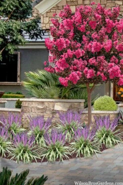 Variegated Liriope - Monkey Grass / Lilyturf - 10 Pack Of Pint Pots -Wilson Bros Gardens liriope muscari variegata variegated liriope lilyturf 2