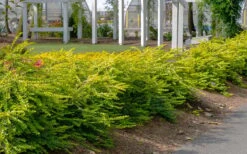 Thunderbolt Golden Box Honeysuckle - 3 Gallon Pot -Wilson Bros Gardens lonicera nitida thunderbolt box honeysuckle 1