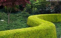 Thunderbolt Golden Box Honeysuckle - 3 Gallon Pot -Wilson Bros Gardens lonicera nitida thunderbolt box honeysuckle 4