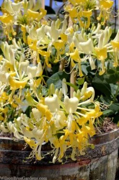 Scentsation Fragrant Yellow Honeysuckle - Lonicera Periclymenum - 1 Gallon Pot 14 Scentsation Fragrant Yellow Honeysuckle - Lonicera Periclymenum - 1 Gallon Pot -Wilson Bros Gardens lonicera scentsation fragrant yellow honeysuckle 101
