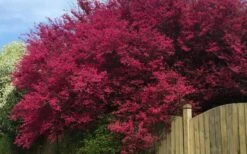 Zhuzhou Loropetalum (Chinese Fringeflower) - 3 Gallon Pot -Wilson Bros Gardens loropetalum chinense zhu zhou 100