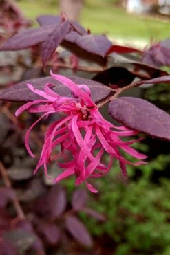 Zhuzhou Loropetalum (Chinese Fringeflower) - 3 Gallon Pot -Wilson Bros Gardens loropetalum chinense zhu zhou 101