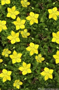 Yellow Star Creeper (Lysimachia Japonica Var. Minutissima) - 5 Pack Of Pint Pots -Wilson Bros Gardens lysimachia japonica minutissima dwarf creeping jenny 11