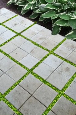 Yellow Star Creeper (Lysimachia Japonica Var. Minutissima) - 5 Pack Of Pint Pots -Wilson Bros Gardens lysimachia japonica minutissima dwarf creeping jenny 200