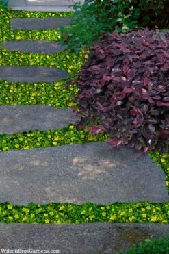 Yellow Star Creeper (Lysimachia Japonica Var. Minutissima) - 5 Pack Of Pint Pots -Wilson Bros Gardens lysimachia japonica minutissima dwarf creeping jenny 300