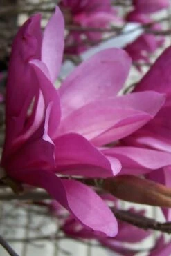 Ann Magnolia Tulip Tree - 2 Gallon Pot -Wilson Bros Gardens magnolia ann 30