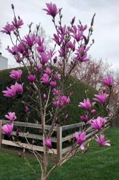 Ann Magnolia Tulip Tree - 2 Gallon Pot -Wilson Bros Gardens magnolia ann tulip tree 100 2