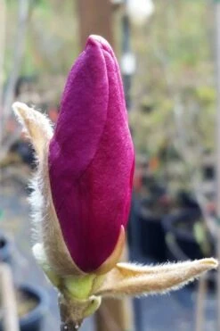 Betty Magnolia Tulip Tree - 1 Gallon Pot 16 Betty Magnolia Tulip Tree - 1 Gallon Pot -Wilson Bros Gardens magnolia betty 21