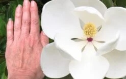 Edith Bogue Cold Hardy Evergreen Magnolia - 1 Gallon Pot 14 Edith Bogue Cold Hardy Evergreen Magnolia - 1 Gallon Pot -Wilson Bros Gardens magnolia edith bogue 3