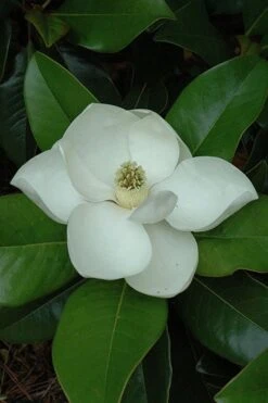 Edith Bogue Cold Hardy Evergreen Magnolia - 1 Gallon Pot 15 Edith Bogue Cold Hardy Evergreen Magnolia - 1 Gallon Pot -Wilson Bros Gardens magnolia edith bogue 5