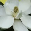 Edith Bogue Cold Hardy Evergreen Magnolia - 1 Gallon Pot -Wilson Bros Gardens magnolia edith bogue 6