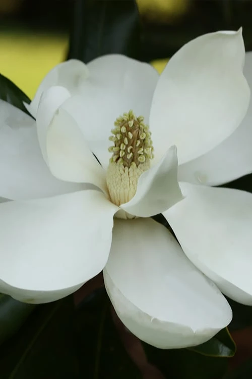 Edith Bogue Cold Hardy Evergreen Magnolia - 1 Gallon Pot 3 Edith Bogue Cold Hardy Evergreen Magnolia - 1 Gallon Pot