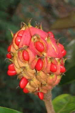 Edith Bogue Cold Hardy Evergreen Magnolia - 1 Gallon Pot 17 Edith Bogue Cold Hardy Evergreen Magnolia - 1 Gallon Pot -Wilson Bros Gardens magnolia edith bogue fruit 1