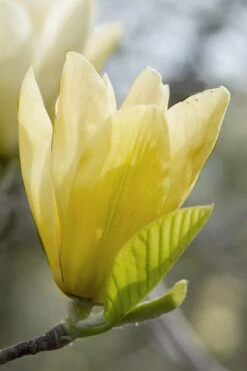 Elizabeth Magnolia (Tulip Tree) - 5 Gallon Pot -Wilson Bros Gardens magnolia elizabeth 2