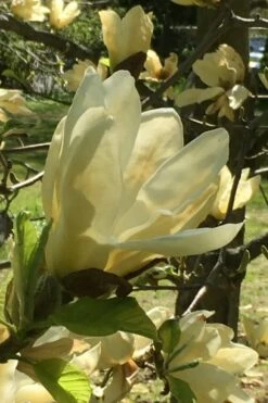Elizabeth Magnolia (Tulip Tree) - 5 Gallon Pot -Wilson Bros Gardens magnolia elizabeth 8