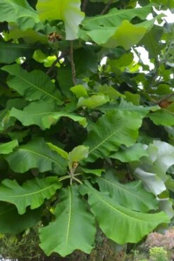 Ashe's Dwarf Bigleaf Magnolia - 7 Gallon Pot 15 Ashe's Dwarf Bigleaf Magnolia - 7 Gallon Pot -Wilson Bros Gardens magnolia macrophylla ashei dwarf bigleaf 3