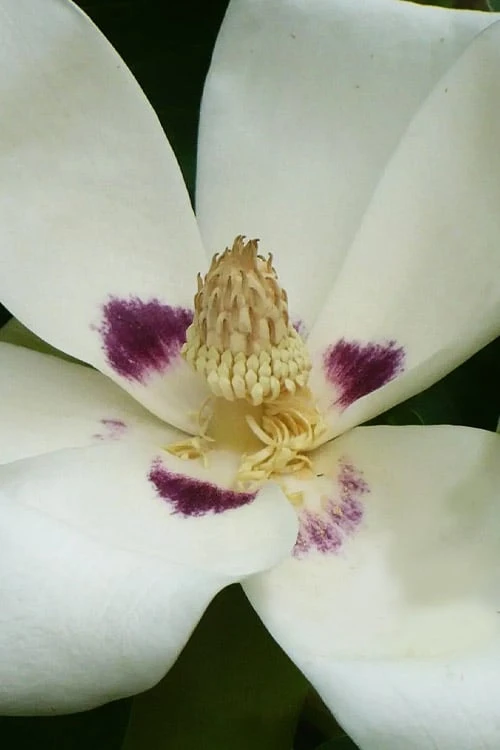 Ashe's Dwarf Bigleaf Magnolia - 7 Gallon Pot 7 Ashe's Dwarf Bigleaf Magnolia - 7 Gallon Pot - Image 5