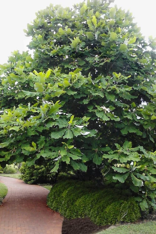 Ashe's Dwarf Bigleaf Magnolia - 7 Gallon Pot 6 Ashe's Dwarf Bigleaf Magnolia - 7 Gallon Pot - Image 4