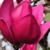 Pink Pyramid Magnolia (Tulip Tree) - 7 Gallon Pot -Wilson Bros Gardens magnolia pink pyramid tulip tree 4