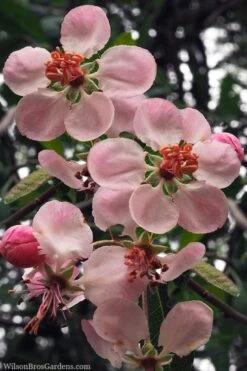 Southern Crabapple (Malus Angustifolia) - 3 Gallon Pot -Wilson Bros Gardens malus angustifolia southern crabapple tree flowers 2