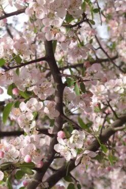Southern Crabapple (Malus Angustifolia) - 3 Gallon Pot -Wilson Bros Gardens malus angustifolia southern crabapple tree flowers 4
