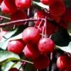 Southern Crabapple (Malus Angustifolia) - 3 Gallon Pot -Wilson Bros Gardens malus angustifolia southern crabapple tree fruits 2