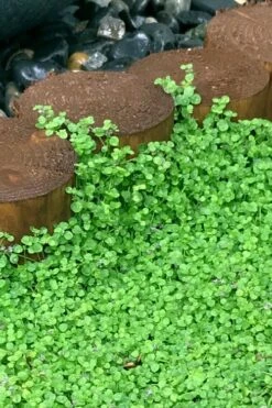 Corsican Mint (Mentha Requienii) - 5 Pack Of Pint Pots -Wilson Bros Gardens mentha requienii corsican mint 1