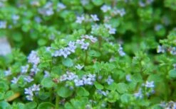 Corsican Mint (Mentha Requienii) - 5 Pack Of Pint Pots -Wilson Bros Gardens mentha requienii corsican mint 2