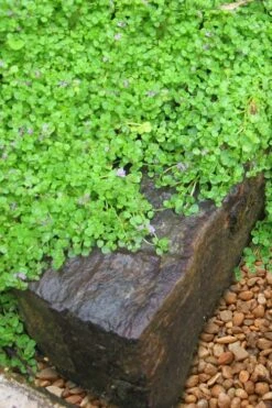 Corsican Mint (Mentha Requienii) - 5 Pack Of Pint Pots -Wilson Bros Gardens mentha requienii corsican mint 5