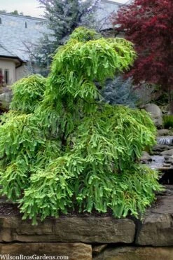 Miss Grace Weeping Dawn Redwood Tree (Metasequoia) - 3 Gallon Pot -Wilson Bros Gardens metasequoia glyptostroboides miss grace weeping dawn redwood 5