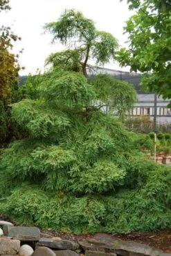 Miss Grace Weeping Dawn Redwood Tree (Metasequoia) - 3 Gallon Pot -Wilson Bros Gardens metasequoia miss grace dawn redwood tree 6 1
