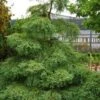 Miss Grace Weeping Dawn Redwood Tree (Metasequoia) - 3 Gallon Pot -Wilson Bros Gardens metasequoia miss grace dawn redwood tree 6