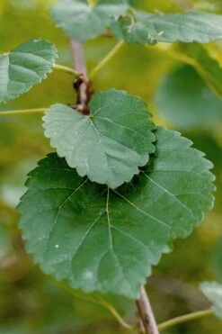 Red Mulberry Tree (Morus Rubra) - 5 Gallon Pot -Wilson Bros Gardens morus rubra red mulberry leaves 1