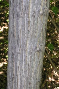 Red Mulberry Tree (Morus Rubra) - 5 Gallon Pot -Wilson Bros Gardens morus rubra red mulberry trunk bark 1