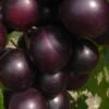 Jumbo Black Muscadine Grape Vine - 6 Pack Of 1 Gallon Pots -Wilson Bros Gardens muscadine jumbo 100