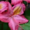 Country Cousin Pink Aromi Azalea (Rhododendron Hybrid) - 1 Gallon Pot -Wilson Bros Gardens native azalea country cousins 4