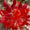 Radiant Red Aromi Azalea (Rhododendron Hybrid) - 3 Gallon Pot -Wilson Bros Gardens native azalea radiant red 5