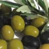 Arbequina Olive Tree - 7 Gallon Pot (5-6') -Wilson Bros Gardens olive arbequina 5 2