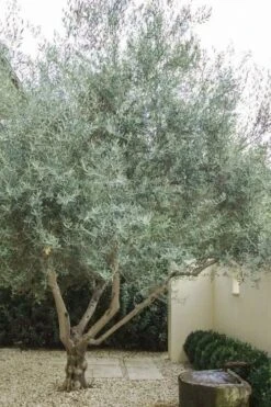 Arbequina Olive Tree - 7 Gallon Pot (5-6') 11 Arbequina Olive Tree - 7 Gallon Pot (5-6') -Wilson Bros Gardens olive tree arbequina 4 2