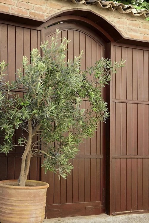 Arbequina Olive Tree - 3 Gallon Pot 7 Arbequina Olive Tree - 3 Gallon Pot - Image 5