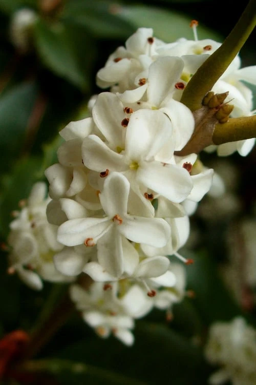 Fortune's Cold Hardy Tea Olive (Fragrant Osmanthus) - 1 Gallon Pot 7 Fortune's Cold Hardy Tea Olive (Fragrant Osmanthus) - 1 Gallon Pot - Image 5