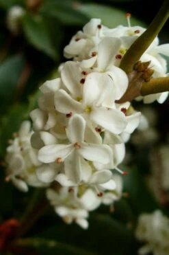 Fortune's Cold Hardy Tea Olive (Fragrant Osmanthus) - 7 Gallon Pot (3-4') -Wilson Bros Gardens osmanthus fortunei fragrant tea olive 2